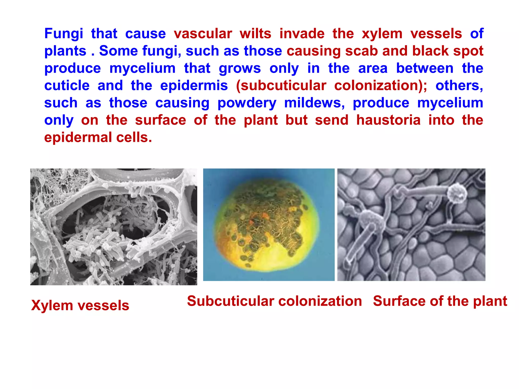 Fungi that cause vascular wilts invade the xylem vessels of
plants . Some fungi, such as those causing scab and black spot
produce mycelium that grows only in the area between the
cuticle and the epidermis (subcuticular colonization); others,
such as those causing powdery mildews, produce mycelium
only on the surface of the plant but send haustoria into the
epidermal cells.
Xylem vessels Subcuticular colonization Surface of the plant
 