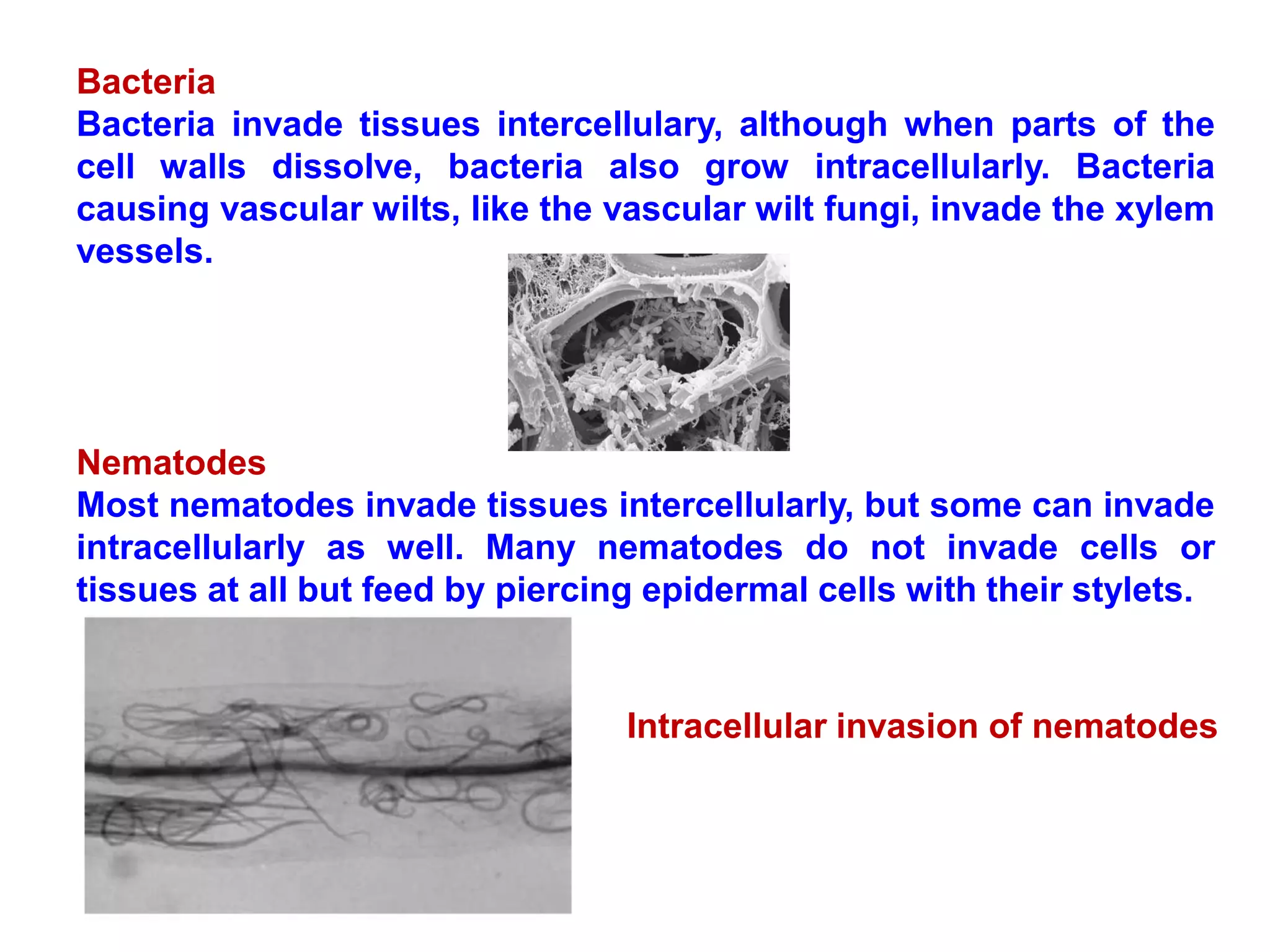 Bacteria
Bacteria invade tissues intercellulary, although when parts of the
cell walls dissolve, bacteria also grow intracellularly. Bacteria
causing vascular wilts, like the vascular wilt fungi, invade the xylem
vessels.
Nematodes
Most nematodes invade tissues intercellularly, but some can invade
intracellularly as well. Many nematodes do not invade cells or
tissues at all but feed by piercing epidermal cells with their stylets.
Intracellular invasion of nematodes
 