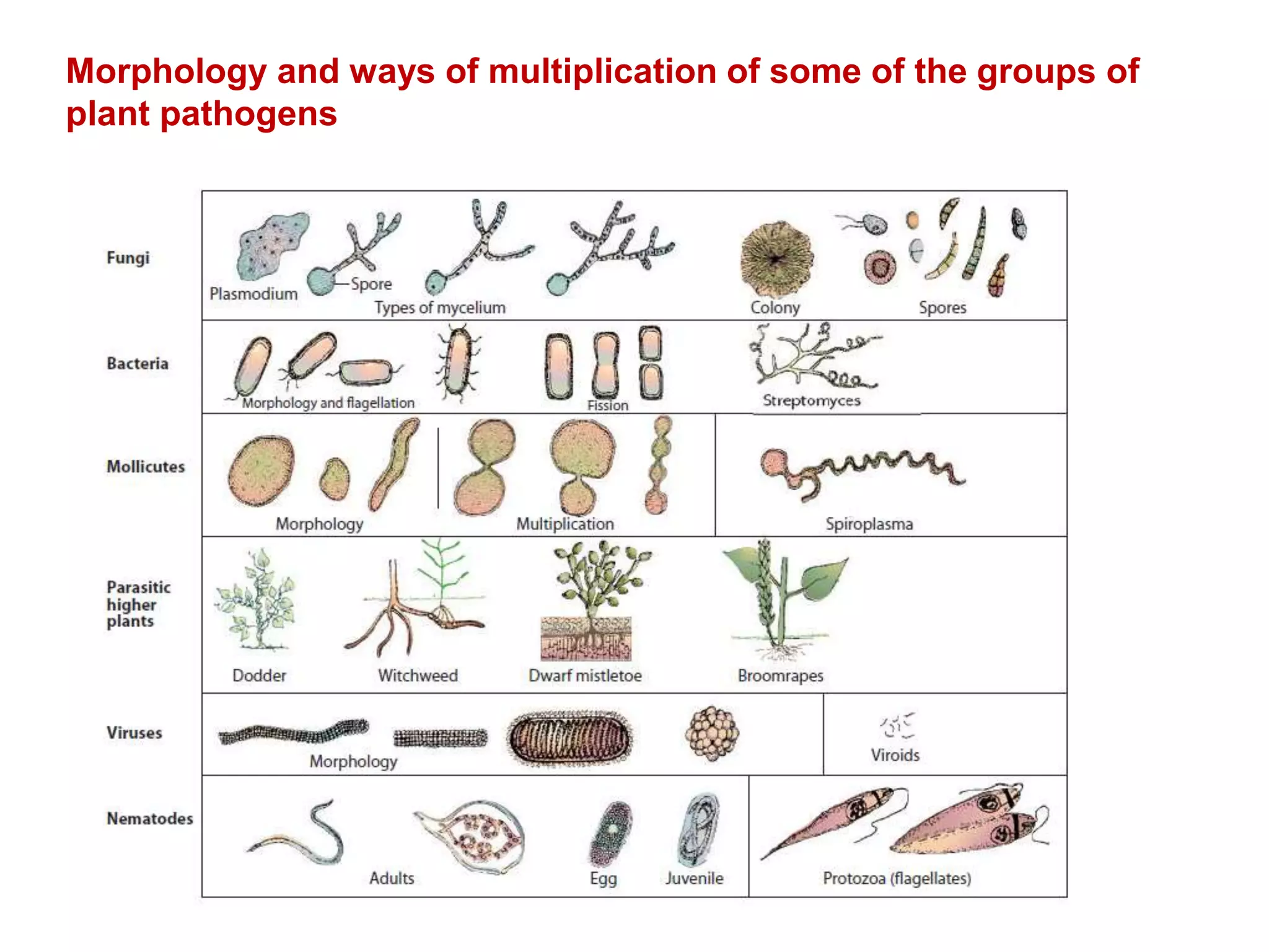 Morphology and ways of multiplication of some of the groups of
plant pathogens
 