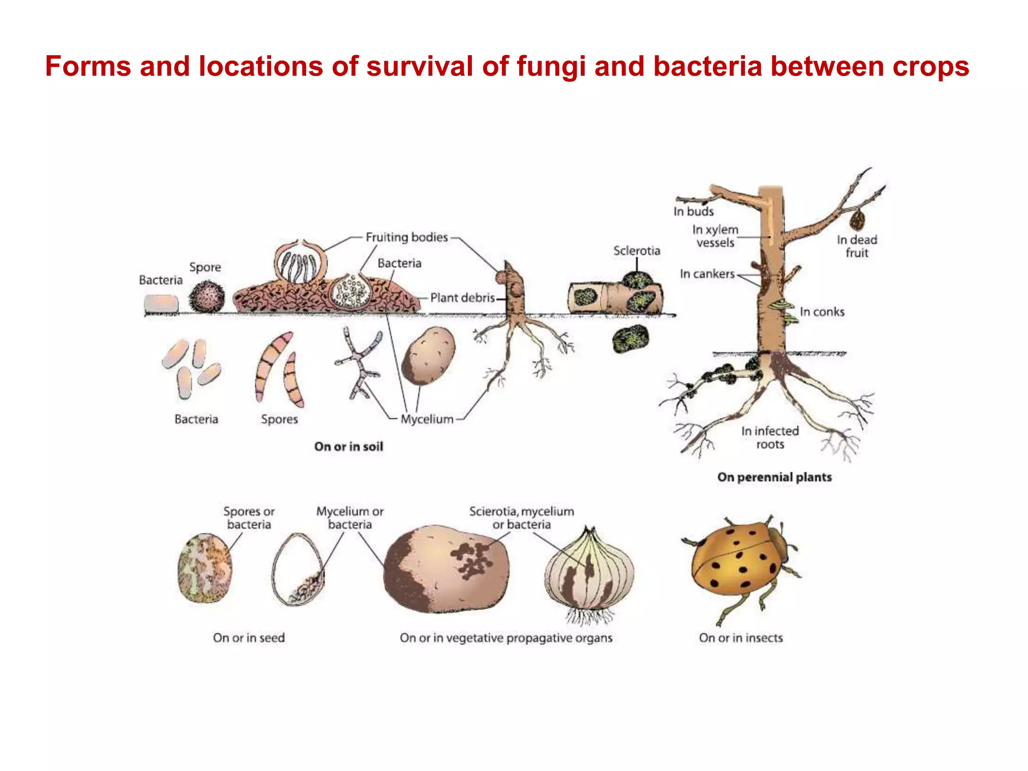 Forms and locations of survival of fungi and bacteria between crops
 