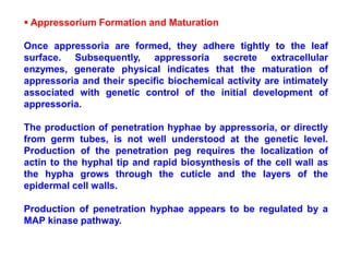  Appressorium Formation and Maturation
Once appressoria are formed, they adhere tightly to the leaf
surface. Subsequently, appressoria secrete extracellular
enzymes, generate physical indicates that the maturation of
appressoria and their specific biochemical activity are intimately
associated with genetic control of the initial development of
appressoria.
The production of penetration hyphae by appressoria, or directly
from germ tubes, is not well understood at the genetic level.
Production of the penetration peg requires the localization of
actin to the hyphal tip and rapid biosynthesis of the cell wall as
the hypha grows through the cuticle and the layers of the
epidermal cell walls.
Production of penetration hyphae appears to be regulated by a
MAP kinase pathway.
 