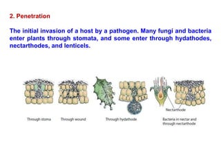 2. Penetration
The initial invasion of a host by a pathogen. Many fungi and bacteria
enter plants through stomata, and some enter through hydathodes,
nectarthodes, and lenticels.
 