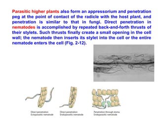 Parasitic higher plants also form an appressorium and penetration
peg at the point of contact of the radicle with the host plant, and
penetration is similar to that in fungi. Direct penetration in
nematodes is accomplished by repeated back-and-forth thrusts of
their stylets. Such thrusts finally create a small opening in the cell
wall; the nematode then inserts its stylet into the cell or the entire
nematode enters the cell (Fig. 2-12).
 