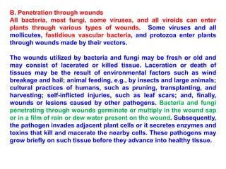B. Penetration through wounds
All bacteria, most fungi, some viruses, and all viroids can enter
plants through various types of wounds. Some viruses and all
mollicutes, fastidious vascular bacteria, and protozoa enter plants
through wounds made by their vectors.
The wounds utilized by bacteria and fungi may be fresh or old and
may consist of lacerated or killed tissue. Laceration or death of
tissues may be the result of environmental factors such as wind
breakage and hail; animal feeding, e.g., by insects and large animals;
cultural practices of humans, such as pruning, transplanting, and
harvesting; self-inflicted injuries, such as leaf scars; and, finally,
wounds or lesions caused by other pathogens. Bacteria and fungi
penetrating through wounds germinate or multiply in the wound sap
or in a film of rain or dew water present on the wound. Subsequently,
the pathogen invades adjacent plant cells or it secretes enzymes and
toxins that kill and macerate the nearby cells. These pathogens may
grow briefly on such tissue before they advance into healthy tissue.
 