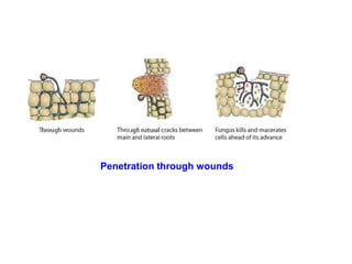 Penetration through wounds
 