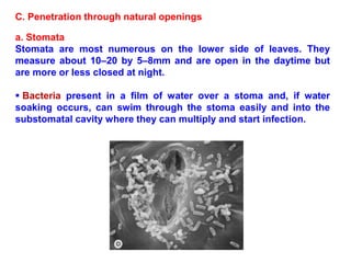 a. Stomata
Stomata are most numerous on the lower side of leaves. They
measure about 10–20 by 5–8mm and are open in the daytime but
are more or less closed at night.
 Bacteria present in a film of water over a stoma and, if water
soaking occurs, can swim through the stoma easily and into the
substomatal cavity where they can multiply and start infection.
C. Penetration through natural openings
 