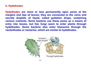 b. Hydathodes
Hydathodes are more or less permanently open pores at the
margins and tips of leaves; they are connected to the veins and
secrete droplets of liquid, called guttation drops, containing
various nutrients. Some bacteria use these pores as a means of
entry into leaves, but few fungi seem to enter plants through
hydathodes. Some bacteria also enter blossoms through the
nectarthodes or nectaries, which are similar to hydathodes.
 