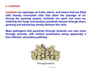 c. Lenticels
Lenticels are openings on fruits, stems, and tubers that are filled
with loosely connected cells that allow the passage of air.
During the growing season, lenticels are open, but even so,
relatively few fungi and bacteria penetrate tissues through them,
growing and advancing mostly between the cells.
Most pathogens that penetrate through lenticels can also enter
through wounds, with lenticel penetration being apparently a
less efficient, secondary pathway.
 