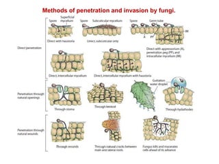 Methods of penetration and invasion by fungi.
 