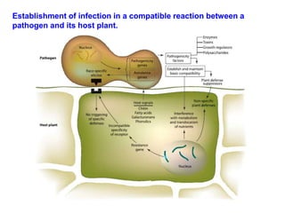 Establishment of infection in a compatible reaction between a
pathogen and its host plant.
 