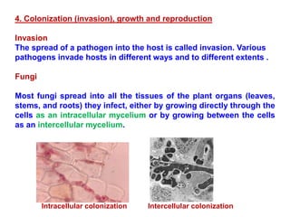 4. Colonization (invasion), growth and reproduction
Invasion
The spread of a pathogen into the host is called invasion. Various
pathogens invade hosts in different ways and to different extents .
Fungi
Most fungi spread into all the tissues of the plant organs (leaves,
stems, and roots) they infect, either by growing directly through the
cells as an intracellular mycelium or by growing between the cells
as an intercellular mycelium.
Intracellular colonization Intercellular colonization
 