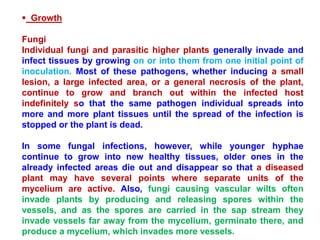  Growth
Fungi
Individual fungi and parasitic higher plants generally invade and
infect tissues by growing on or into them from one initial point of
inoculation. Most of these pathogens, whether inducing a small
lesion, a large infected area, or a general necrosis of the plant,
continue to grow and branch out within the infected host
indefinitely so that the same pathogen individual spreads into
more and more plant tissues until the spread of the infection is
stopped or the plant is dead.
In some fungal infections, however, while younger hyphae
continue to grow into new healthy tissues, older ones in the
already infected areas die out and disappear so that a diseased
plant may have several points where separate units of the
mycelium are active. Also, fungi causing vascular wilts often
invade plants by producing and releasing spores within the
vessels, and as the spores are carried in the sap stream they
invade vessels far away from the mycelium, germinate there, and
produce a mycelium, which invades more vessels.
 