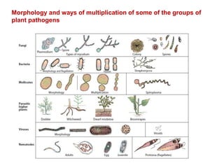 Morphology and ways of multiplication of some of the groups of
plant pathogens
 