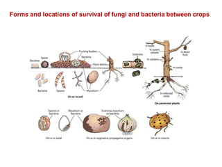 Forms and locations of survival of fungi and bacteria between crops
 