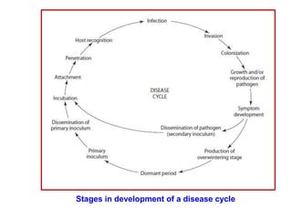 Stages in development of a disease cycle
 