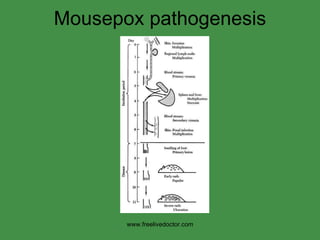 Mousepox pathogenesis www.freelivedoctor.com 