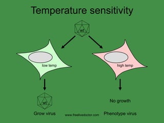 Temperature sensitivity No growth Grow virus Phenotype virus www.freelivedoctor.com wt wt wt high temp low temp 