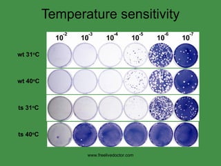Temperature sensitivity wt 31 o C wt 40 o C ts 31 o C ts 40 o C www.freelivedoctor.com 