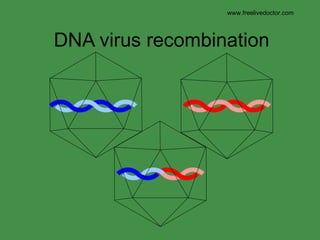 DNA virus recombination www.freelivedoctor.com 