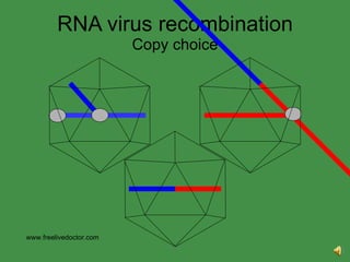 RNA virus recombination Copy choice www.freelivedoctor.com 