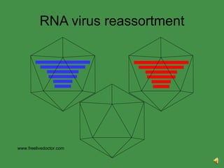 RNA virus reassortment www.freelivedoctor.com 