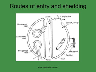 Routes of entry and shedding www.freelivedoctor.com 