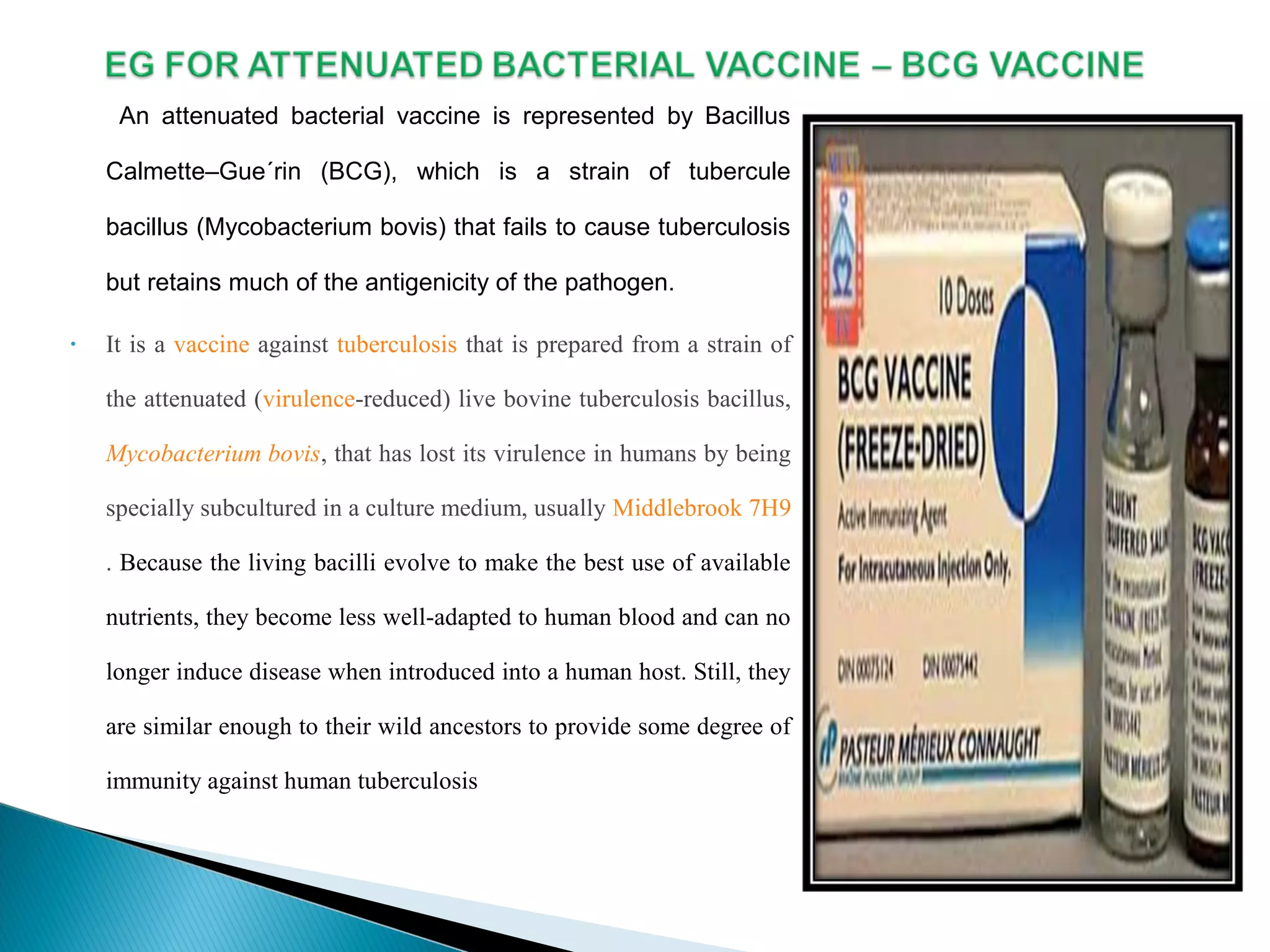 An attenuated bacterial vaccine is represented by Bacillus
Calmette–Gue´rin (BCG), which is a strain of tubercule
bacillus (Mycobacterium bovis) that fails to cause tuberculosis
but retains much of the antigenicity of the pathogen.
• It is a vaccine against tuberculosis that is prepared from a strain of
the attenuated (virulence-reduced) live bovine tuberculosis bacillus,
Mycobacterium bovis, that has lost its virulence in humans by being
specially subcultured in a culture medium, usually Middlebrook 7H9
. Because the living bacilli evolve to make the best use of available
nutrients, they become less well-adapted to human blood and can no
longer induce disease when introduced into a human host. Still, they
are similar enough to their wild ancestors to provide some degree of
immunity against human tuberculosis
 