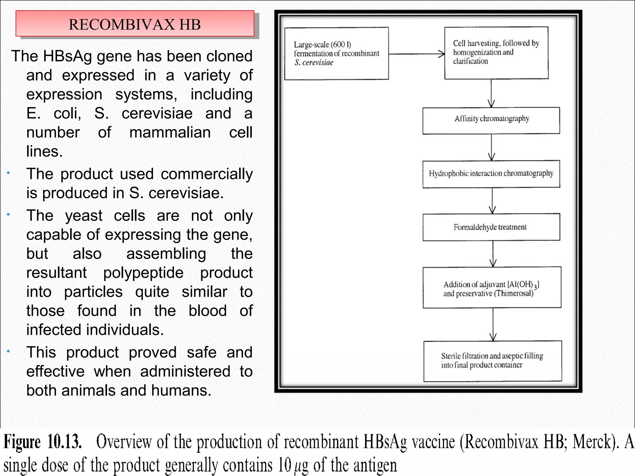 The HBsAg gene has been cloned
and expressed in a variety of
expression systems, including
E. coli, S. cerevisiae and a
number of mammalian cell
lines.
• The product used commercially
is produced in S. cerevisiae.
• The yeast cells are not only
capable of expressing the gene,
but also assembling the
resultant polypeptide product
into particles quite similar to
those found in the blood of
infected individuals.
• This product proved safe and
effective when administered to
both animals and humans.
RECOMBIVAX HBRECOMBIVAX HB
 