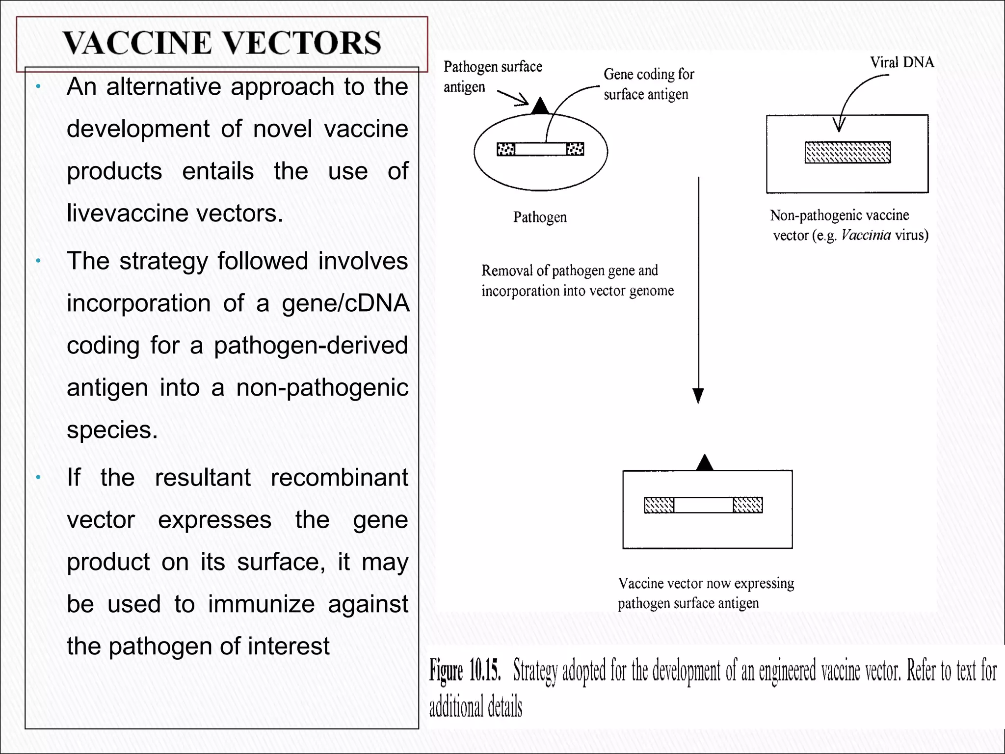 • An alternative approach to the
development of novel vaccine
products entails the use of
livevaccine vectors.
• The strategy followed involves
incorporation of a gene/cDNA
coding for a pathogen-derived
antigen into a non-pathogenic
species.
• If the resultant recombinant
vector expresses the gene
product on its surface, it may
be used to immunize against
the pathogen of interest
 
