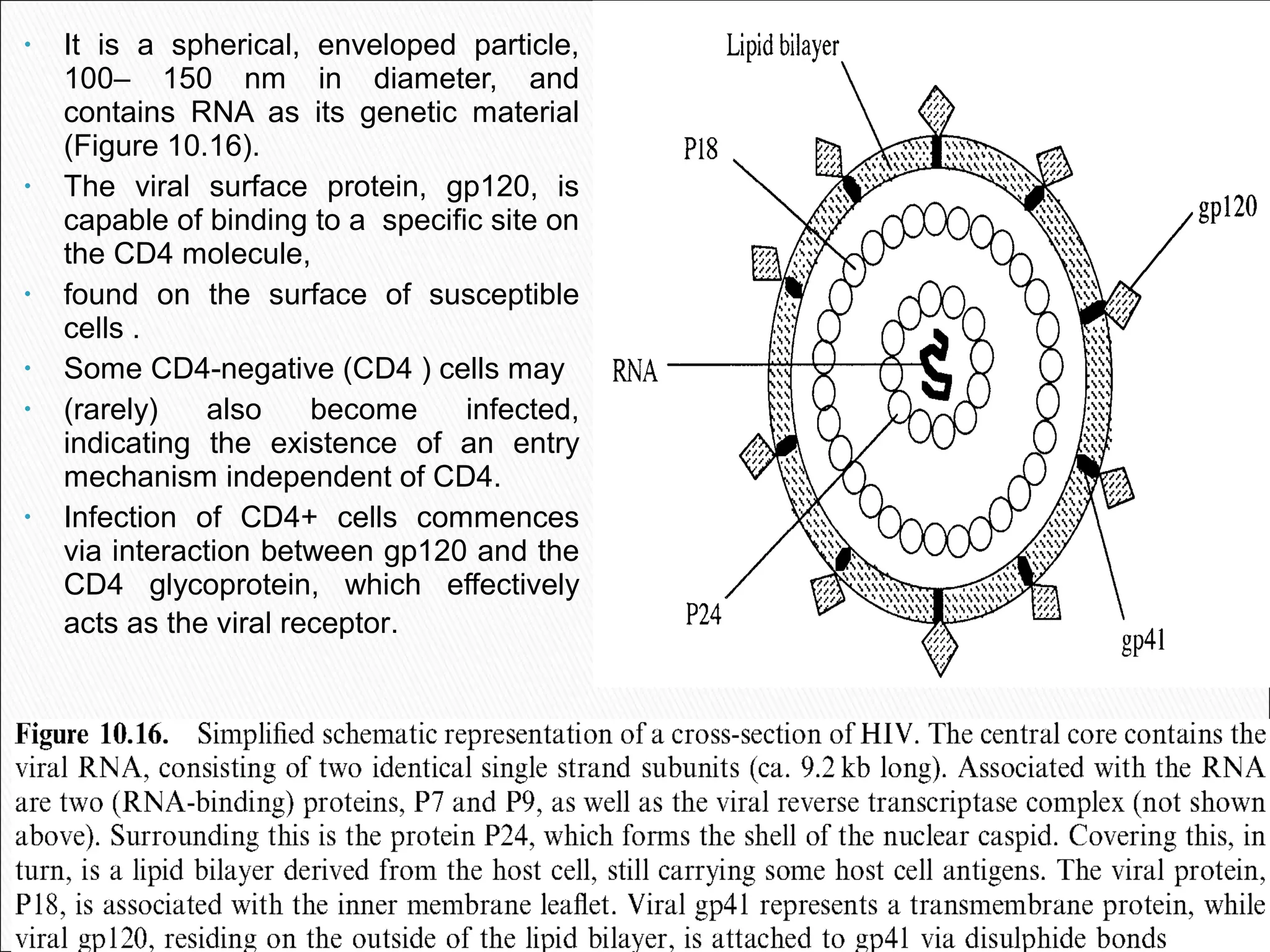• It is a spherical, enveloped particle,
100– 150 nm in diameter, and
contains RNA as its genetic material
(Figure 10.16).
• The viral surface protein, gp120, is
capable of binding to a specific site on
the CD4 molecule,
• found on the surface of susceptible
cells .
• Some CD4-negative (CD4 ) cells may
• (rarely) also become infected,
indicating the existence of an entry
mechanism independent of CD4.
• Infection of CD4+ cells commences
via interaction between gp120 and the
CD4 glycoprotein, which effectively
acts as the viral receptor.
 