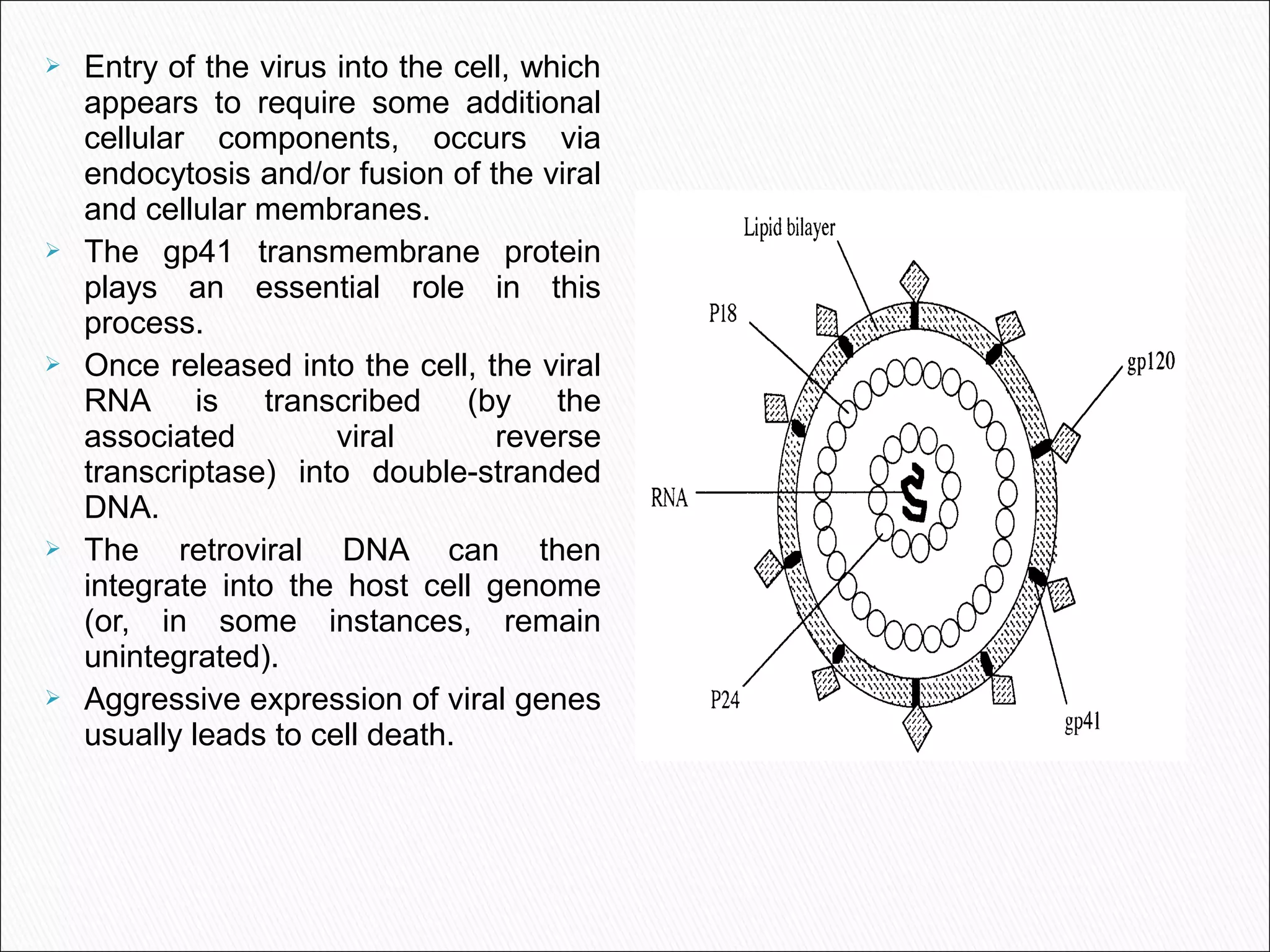  Entry of the virus into the cell, which
appears to require some additional
cellular components, occurs via
endocytosis and/or fusion of the viral
and cellular membranes.
 The gp41 transmembrane protein
plays an essential role in this
process.
 Once released into the cell, the viral
RNA is transcribed (by the
associated viral reverse
transcriptase) into double-stranded
DNA.
 The retroviral DNA can then
integrate into the host cell genome
(or, in some instances, remain
unintegrated).
 Aggressive expression of viral genes
usually leads to cell death.
 