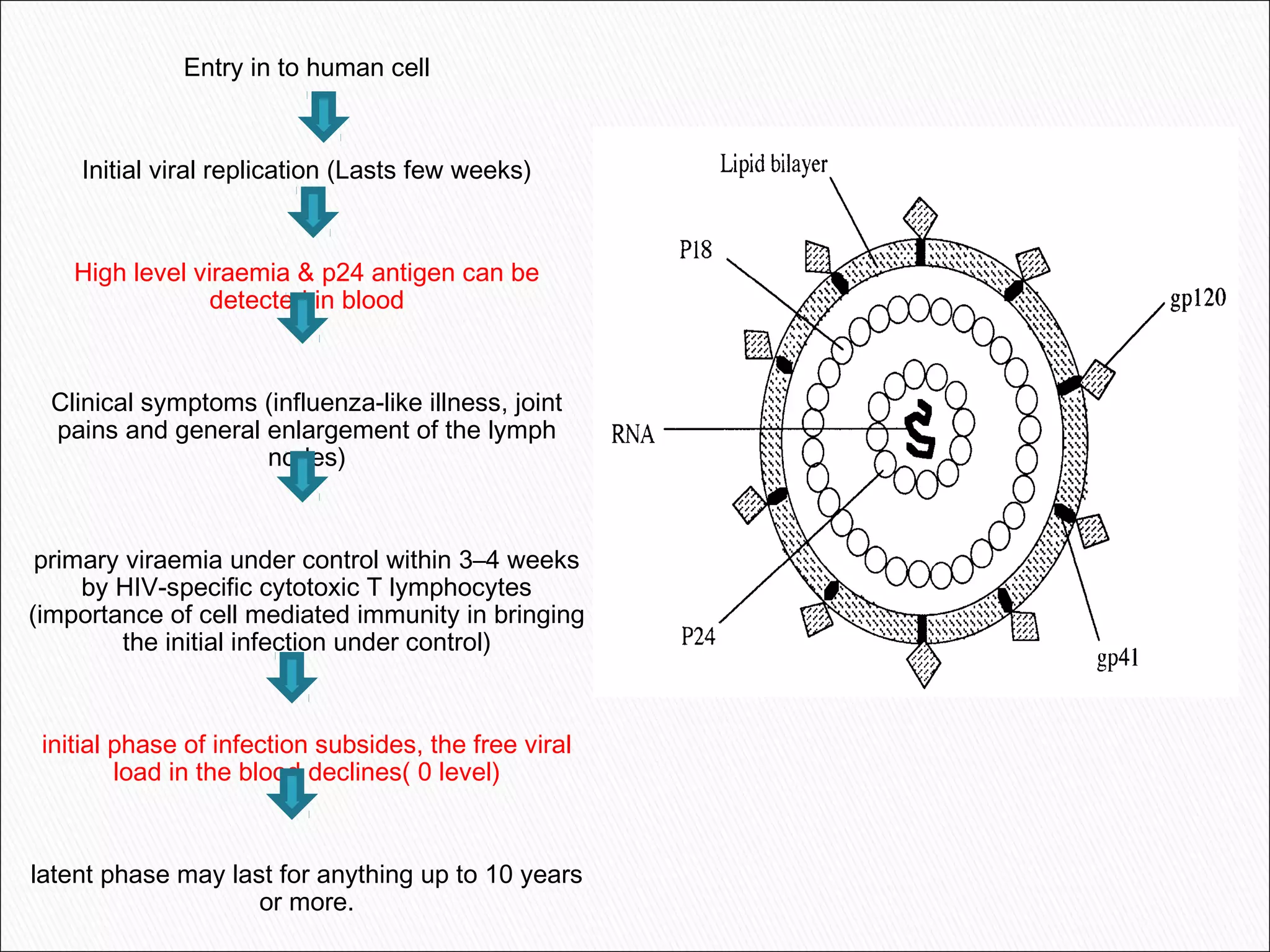 Entry in to human cell
Initial viral replication (Lasts few weeks)
High level viraemia & p24 antigen can be
detected in blood
Clinical symptoms (influenza-like illness, joint
pains and general enlargement of the lymph
nodes)
primary viraemia under control within 3–4 weeks
by HIV-specific cytotoxic T lymphocytes
(importance of cell mediated immunity in bringing
the initial infection under control)
initial phase of infection subsides, the free viral
load in the blood declines( 0 level)
latent phase may last for anything up to 10 years
or more.
 