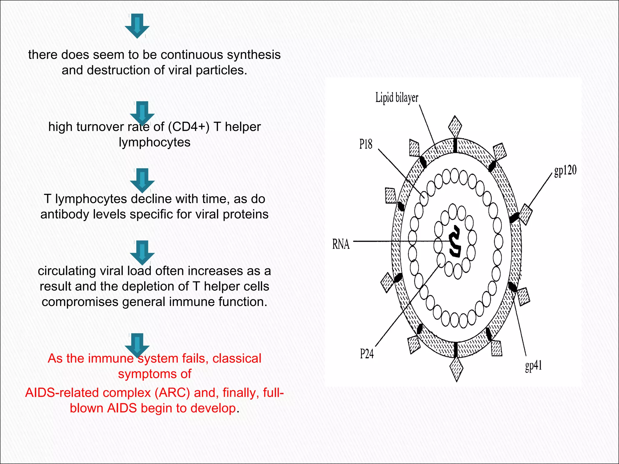 there does seem to be continuous synthesis
and destruction of viral particles.
high turnover rate of (CD4+) T helper
lymphocytes
T lymphocytes decline with time, as do
antibody levels specific for viral proteins
circulating viral load often increases as a
result and the depletion of T helper cells
compromises general immune function.
As the immune system fails, classical
symptoms of
AIDS-related complex (ARC) and, finally, full-
blown AIDS begin to develop.
 