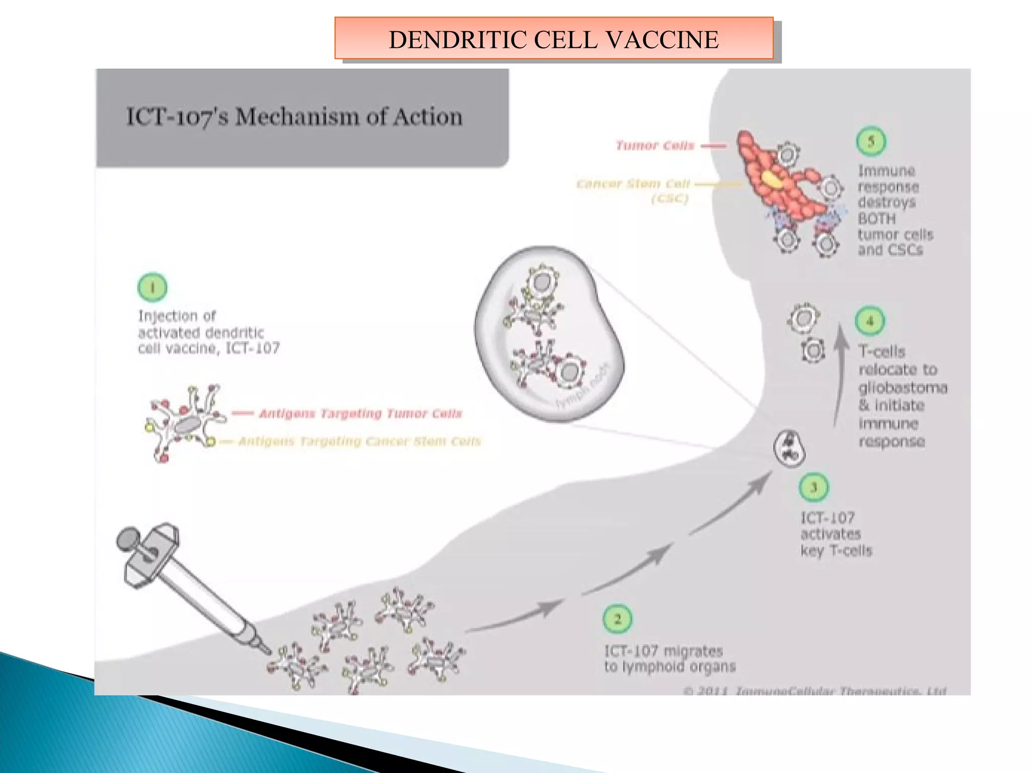 DENDRITIC CELL VACCINEDENDRITIC CELL VACCINE
 