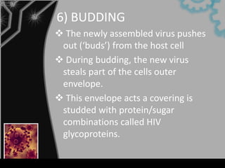 6) BUDDING
 The newly assembled virus pushes
 out (‘buds’) from the host cell
 During budding, the new virus
 steals part of the cells outer
 envelope.
 This envelope acts a covering is
 studded with protein/sugar
 combinations called HIV
 glycoproteins.
 