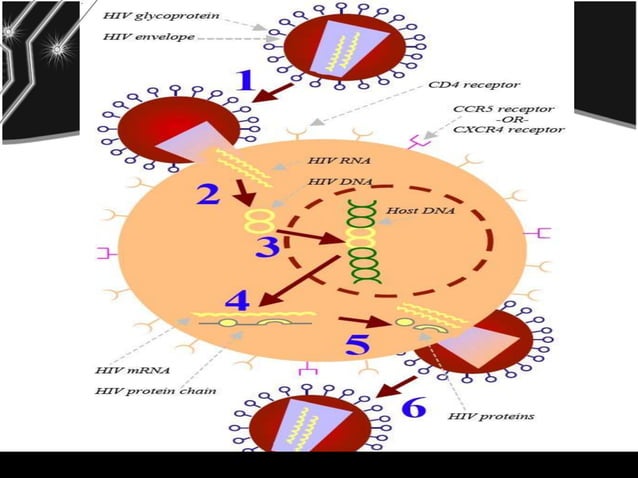 Pathogenesis Hiv Slide | PPTX | Biological Sciences | Science