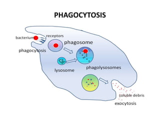 PHAGOCYTOSIS
 