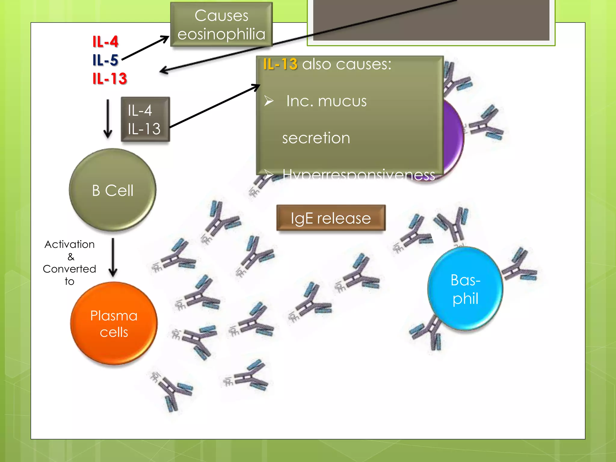 Pathogenesis of asthma and omalizumab action | PPTX