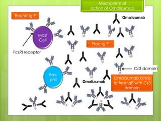 Pathogenesis of asthma and omalizumab action | PPTX