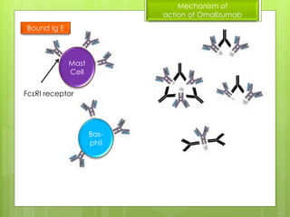 Pathogenesis of asthma and omalizumab action | PPTX
