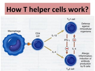 How T helper cells work?
 