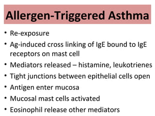 Allergen-Triggered Asthma
• Re-exposure
• Ag-induced cross linking of IgE bound to IgE
receptors on mast cell
• Mediators released – histamine, leukotrienes
• Tight junctions between epithelial cells open
• Antigen enter mucosa
• Mucosal mast cells activated
• Eosinophil release other mediators
 