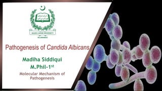 Pathogenesis of Candida Albicans
Madiha Siddiqui
M.Phil-1st
Molecular Mechanism of
Pathogenesis
 