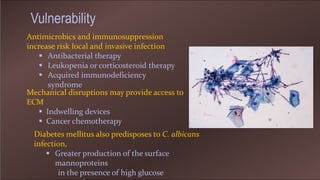 Antimicrobics and immunosuppression
increase risk local and invasive infection
 Antibacterial therapy
 Leukopenia or corticosteroid therapy
 Acquired immunodeficiency
syndrome
Mechanical disruptions may provide access to
ECM
 Indwelling devices
 Cancer chemotherapy
Vulnerability
Diabetes mellitus also predisposes to C. albicans
infection,
 Greater production of the surface
mannoproteins
in the presence of high glucose
 