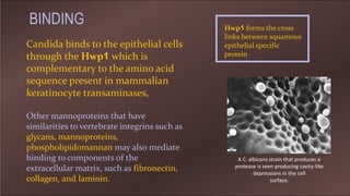 Candida binds to the epithelial cells
through the Hwp1 which is
complementary to the amino acid
sequence present in mammalian
keratinocyte transaminases,
Hwp1 forms the cross
links between squamous
epithelial specific
protein
Other mannoproteins that have
similarities to vertebrate integrins such as
glycans, mannoproteins,
phospholipidomannan may also mediate
binding to components of the
extracellular matrix, such as fibronectin,
collagen, and laminin.
A C. albicans strain that produces a
protease is seen producing cavity-like
depressions in the cell
surface.
BINDING
 