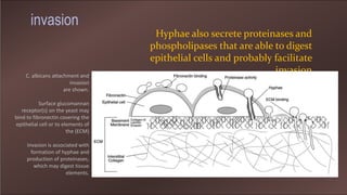 Hyphae also secrete proteinases and
phospholipases that are able to digest
epithelial cells and probably facilitate
invasionC. albicans attachment and
invasion
are shown.
Surface glucomannan
receptor(s) on the yeast may
bind to fibronectin covering the
epithelial cell or to elements of
the (ECM)
Invasion is associated with
formation of hyphae and
production of proteinases,
which may digest tissue
elements.
invasion
 