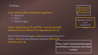 Gpm1 binds to the complement regulators:
 Factor H
 FHL-1
 Plasminogen.
Gpm1 -bound Factor H and FHL-1 are functionally
active and act as cofactors for degradation of C3b.
Gpm1 binds plasminogen, and plasminogen bound to
Gpm1, and activated plasmin degrades host ECM
proteins and C3b.
Gpm1 catalyzes
glycolysis and
glyconeogenesis.
Thus, Gpm1 bound plasminogen
contributes to immune and tissue
evasion
Receptors bind C3
in an
antiopsonic
manner
Continue…
 