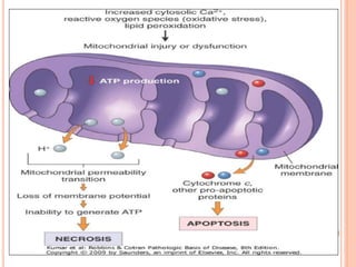 MECHANISM OF CELL INJURY CONT.
4. ACCUMULATION OF OXYGEN-DERIVED FREE RADICALS
(OXIDATIVE STRESS)
• Oneof the oxygen deriv...