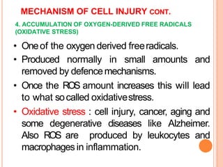 MECHANISM OF CELL INJURY CONT.
The biochemical mechanisms which contribute to
membrane damage are:
 Accelerated degradati...