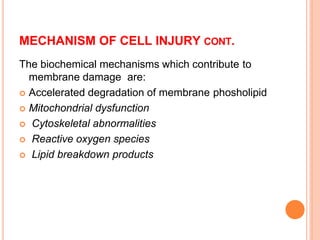 Pathogenesis of cell injury